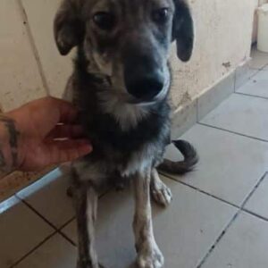 JOJOH (♂) - ausgereist zur Tierhilfe Lebenswert