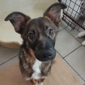 BILBO (♂) – reserviert Tierhilfe Lebenswert DR - vermittelt