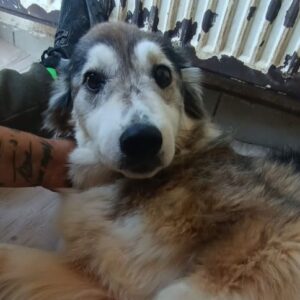 BANDHA (♀) - vermittelt BD