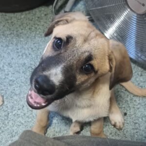 LUKY (♂) - reserviert Tierhilfe Lebenswert DR - vermittelt