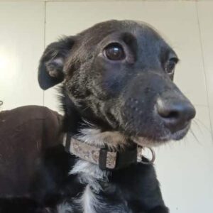 PIAF (♀)- reserviert Tierhilfe Lebenswert DR - vermittelt