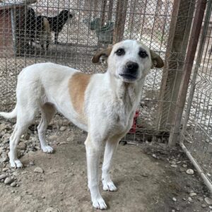 CHILLIE (♀) - seit mind. 2020 im Shelter - ausgereist zur Tierhilfe Lebenswert DR 15.03.25