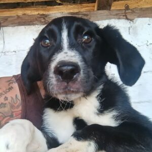 JULY (♀) - reserviert Tierhilfe Lebenswert DR - vermittelt