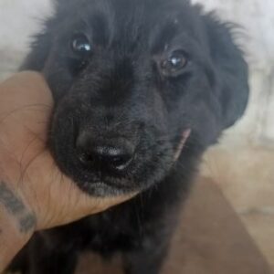 SHADOW (♀) - ausgereist zur Hundescheune Fläming