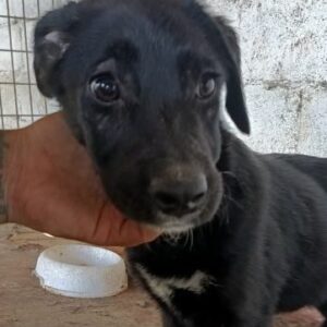 PRYM (♀) - reserviert Tierhilfe Lebenswert DR - vermittelt