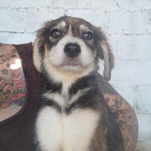 MONEYPENNY (♀) - auf PS im PLZ Bereich 21 - vermittelt