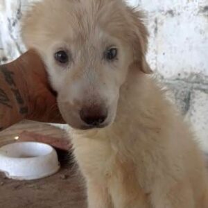 JUNE (♀) - ausgereist zur Tierhilfe Lebenswert