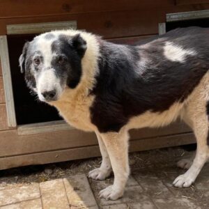 ROCKO (♂) - seit mind. 2019 im Shelter