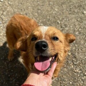 MOSES (♂) - vermittelt MD