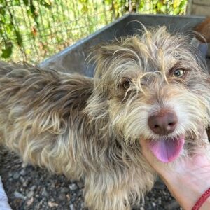 BARDI (♂) - vermittelt LS