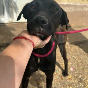 DANI (♀) - ausgereist zu Kathleen Müller