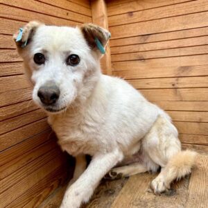 MALA (♀) - seit mind. 2020 im Shelter