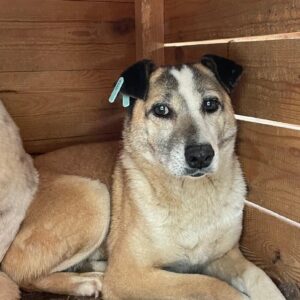 BONNY (♀) - seit 2020 im Shelter