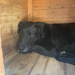 LORDIE (♂) - vermisst 11/24