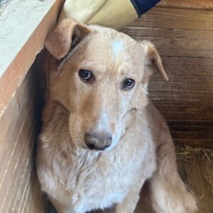 FIDES (♂) - seit mindestens 2018 im Shelter