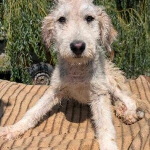 WHOOSH (♂) - RBB 08/24