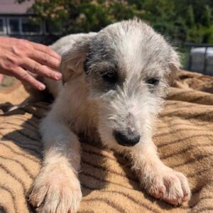 FULG (♂)- vermittelt JW