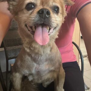 SUKKI (♀) - vermittelt MD