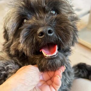 ORRY (♂) - ausgereist zur Hundescheune Fläming