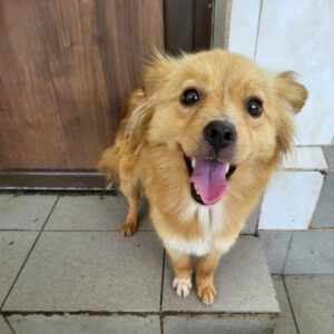 TEEVJE (♀) - vermittelt MD