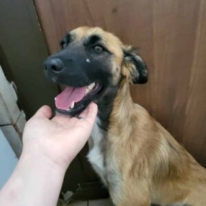 RHYSAND (♂) - Fraktur am Vorderbein - jetzt auf PDR PS im PLZ Bezirk 16 - vermittelt