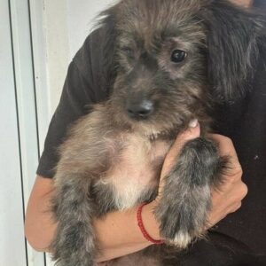 KIO (♂)- auf PS im PLZ Bereich 18 - vermittelt