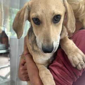 GRETEL (♀) - auf PDR PS im PLZ Bezirk 74 - vermittelt