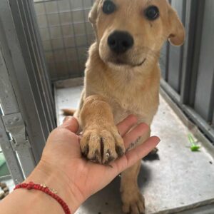 ZOLTAN (♂) - vermittelt MD