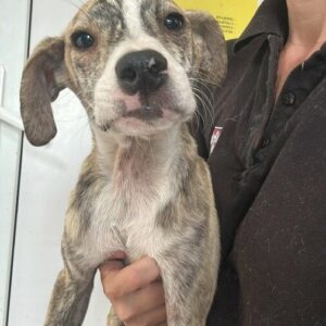 MERLE (♀) - leichte Hautprobleme in Rumänien - auf PS im PLZ Bereich 637 - vermittelt