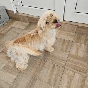 LIGIA (♀) - ausgereist zu KM