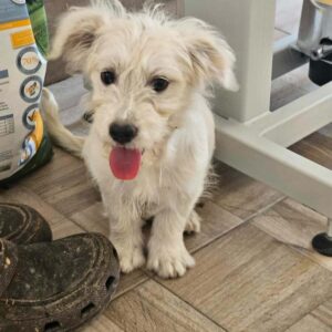 CATHY (♀) - ausgereist zu KM