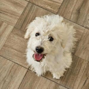 MILKY (♀) - ausgereist zu KM