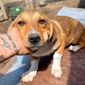 RANI (♀) - vermittelt BD