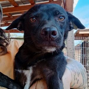 VIVEKA (♀) - vermittelt NH