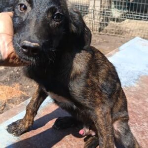 BUENO (♂) -vermittelt MD