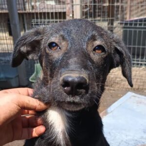 MARLEEN (♀) - ausgereist zu Vierbeiner in Not