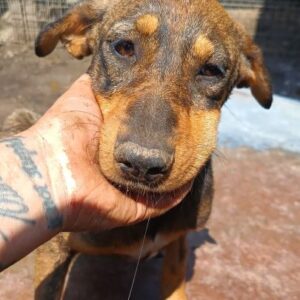 FIRLA (♀) - wird bereits ängstlich