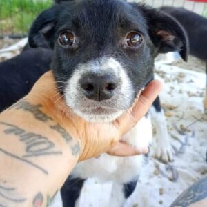 AYKA (♀)- vermittelt AR