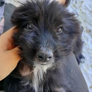 EMMELINE (♀) - RBB 08/24