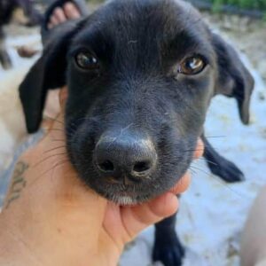 KAMALA (♀) - reserviert Tierhilfe Lebenswert DR - vermittelt