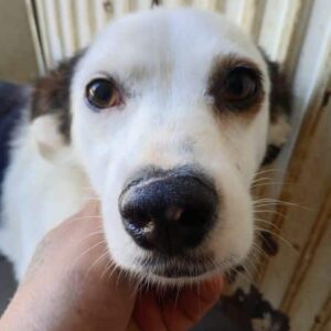 THELMA (♀) - reserviert Tierhilfe Lebenswert DR - vermittelt