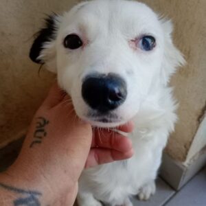 LOUISE (♀) - ausgereist zu Vierbeiner in Not