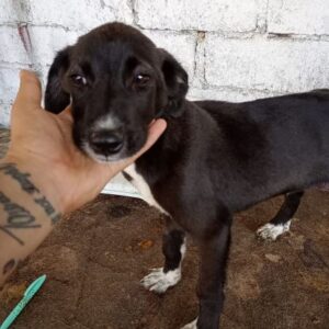 JOSCHY(♂) - reserviert Tierhilfe Lebenswert DR - vermittelt