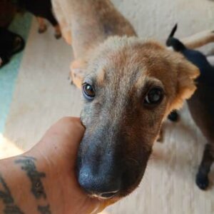 TIMON (♂) - reserviert Tierhilfe Lebenswert DR - vermittelt