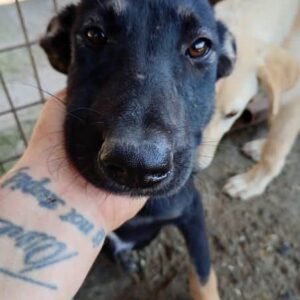 TRAISY (♀) - reserviert Tierhilfe Lebenswert DR - vermittelt