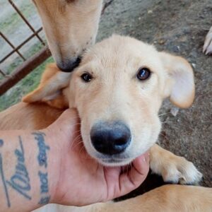 COCCO (♀) - vermittelt MD