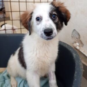 KIANI (♀) - vermittelt MD