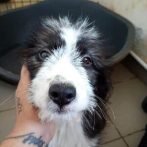 INIKI (♀)- vermittelt JW