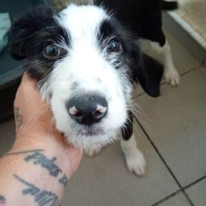 BUBIE (♂) - reserviert Tierhilfe Lebenswert DR - vermittelt