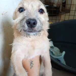 LIESCHEN (♀) -vermittelt MD